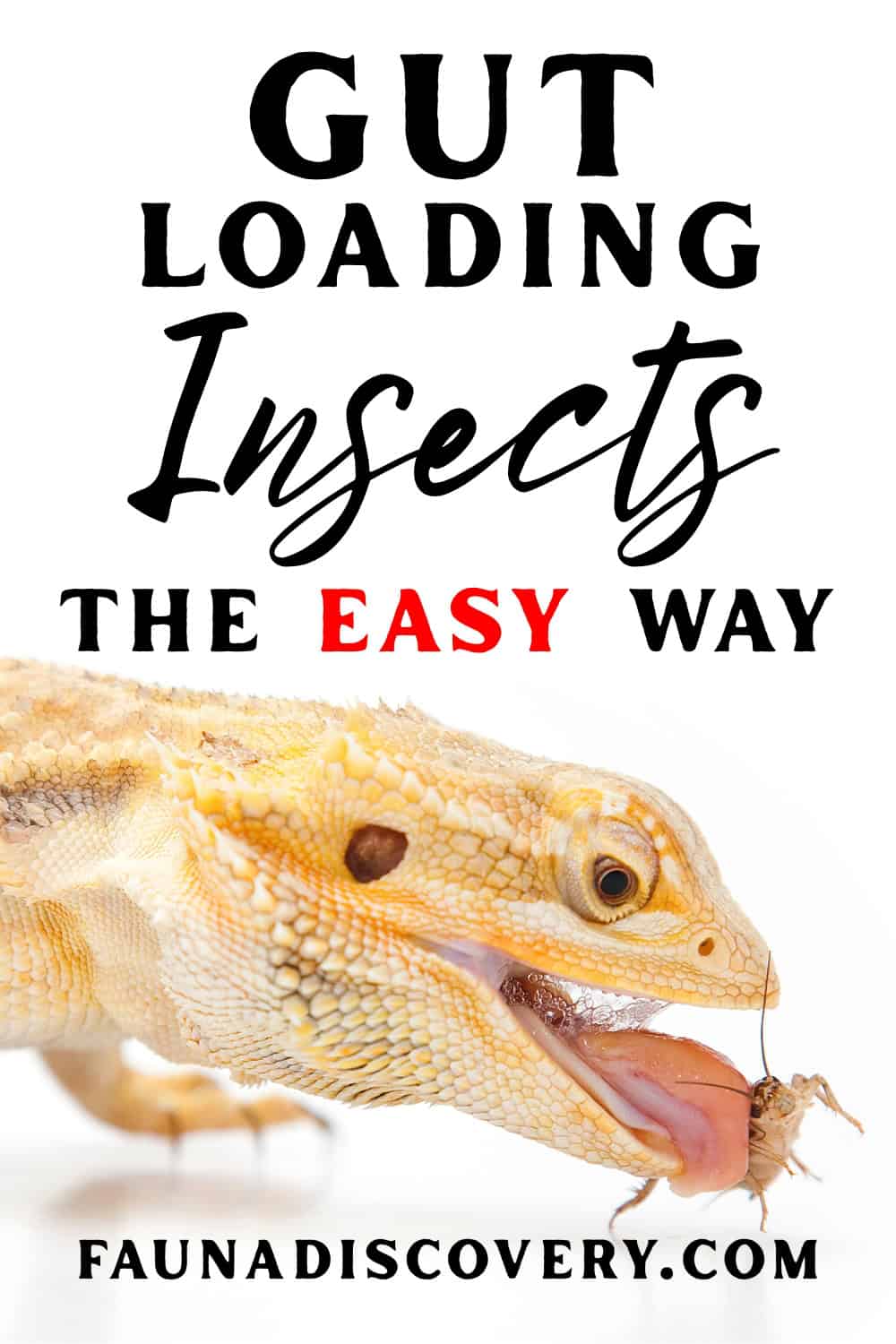 Gut Loading Insects Made Easy
