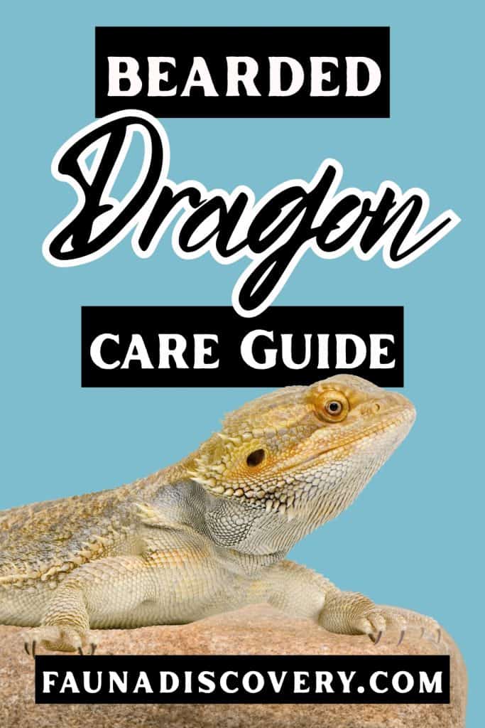 bearded dragon care guide