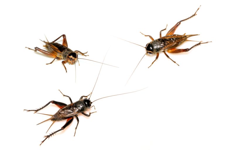 Gut Loading Insects Made Easy