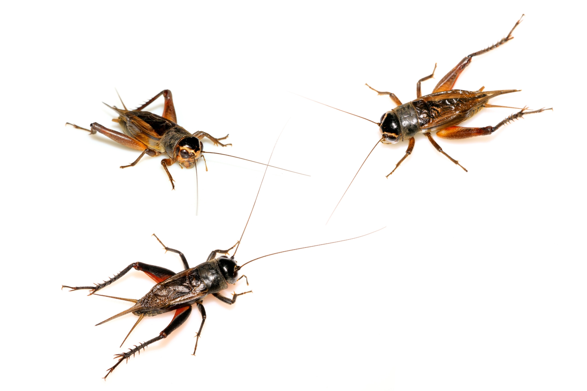 Gut Loading Insects Made Easy