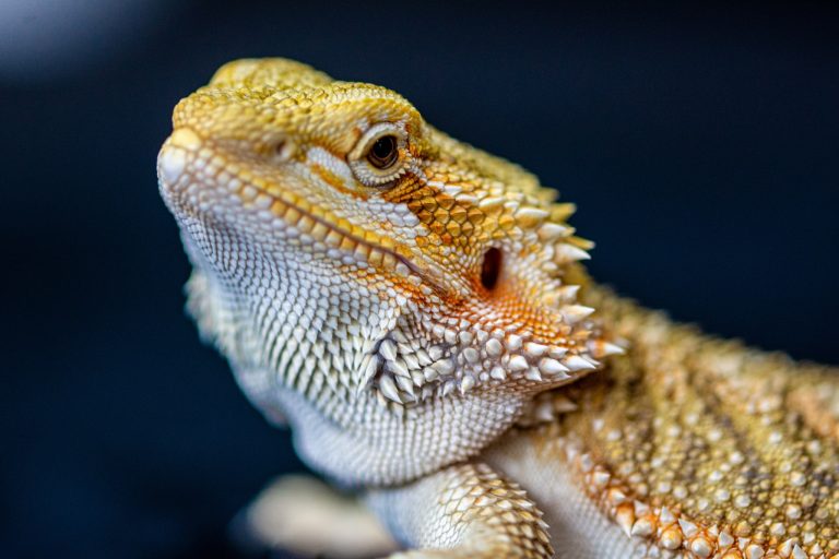 The Complete Guide to a Healthy Bearded Dragon Diet