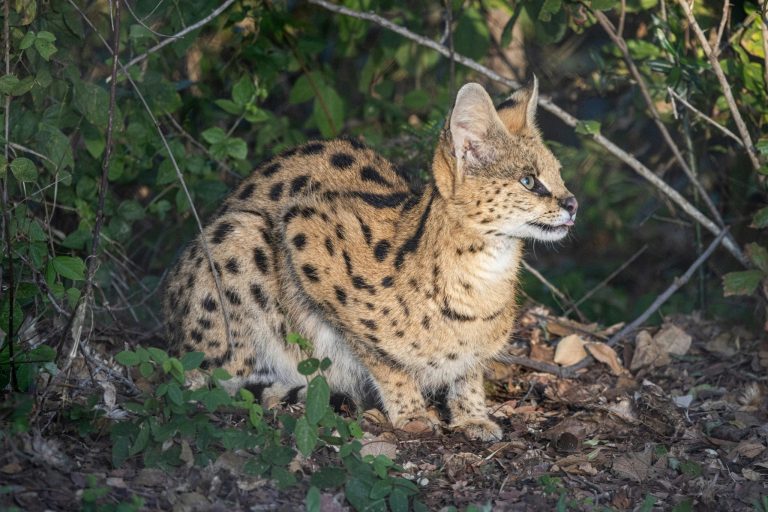 Pet Serval Diet: The Best Foods for Your Wild Cat