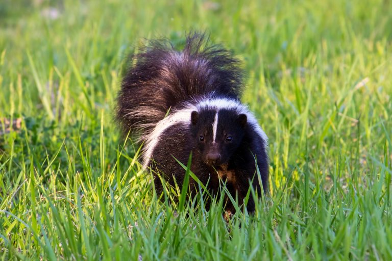 How are Skunks as Pets? The Truth About These Sweet Companions