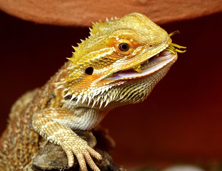 Bearded Dragon Diet