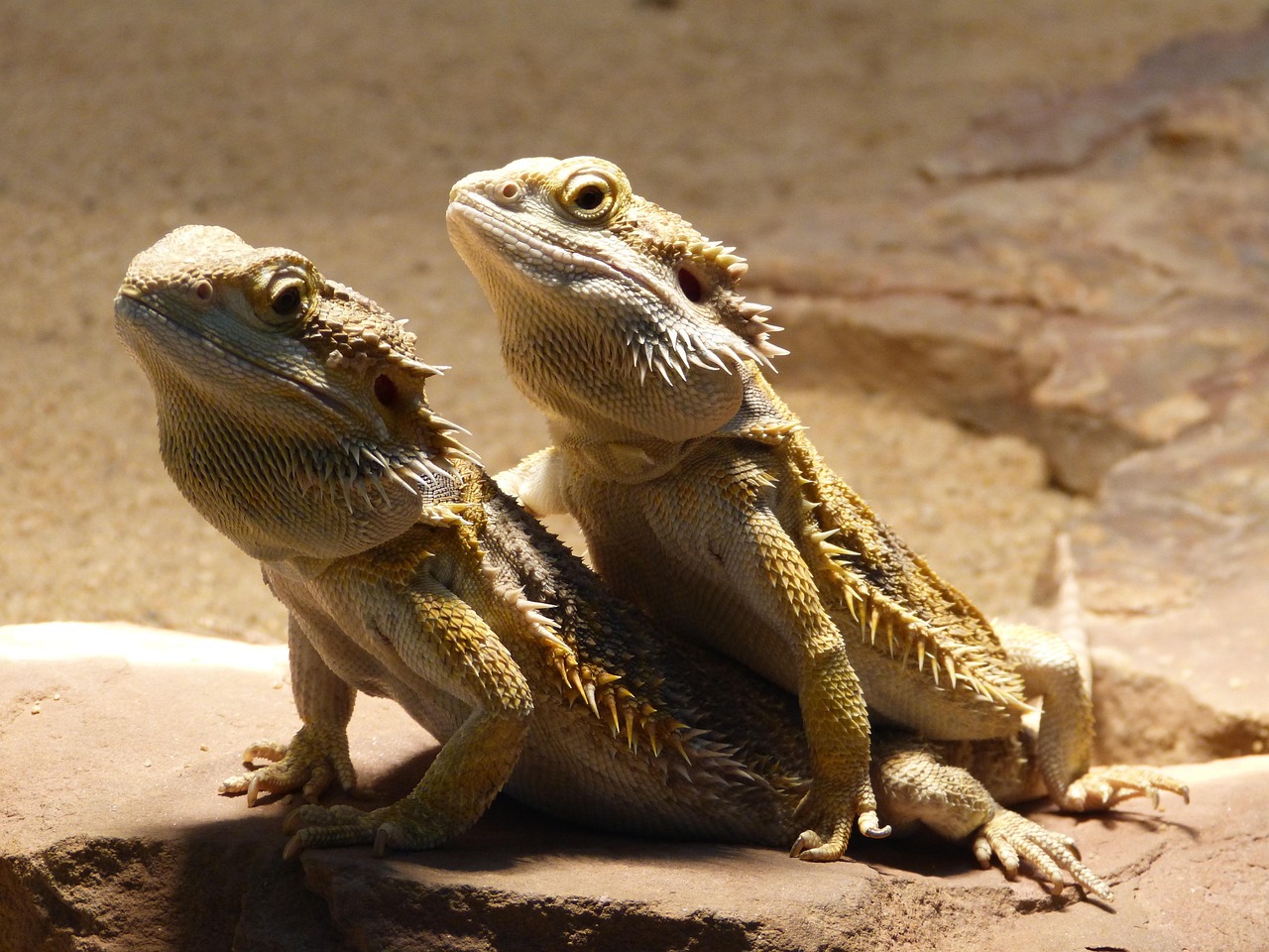 two bearded dragons resting on desert rocks