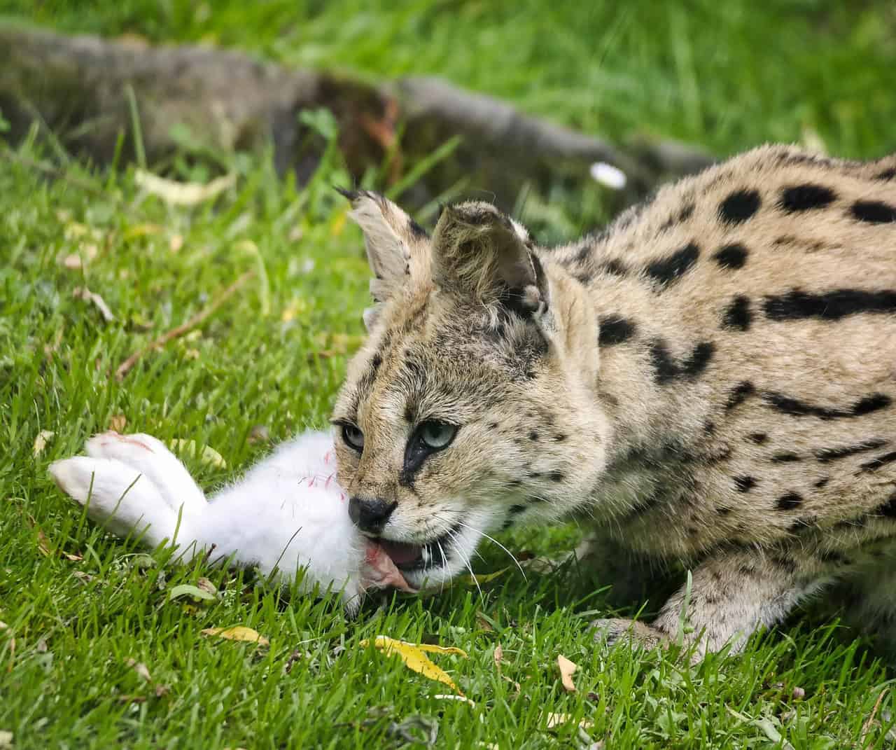 serval eating meat