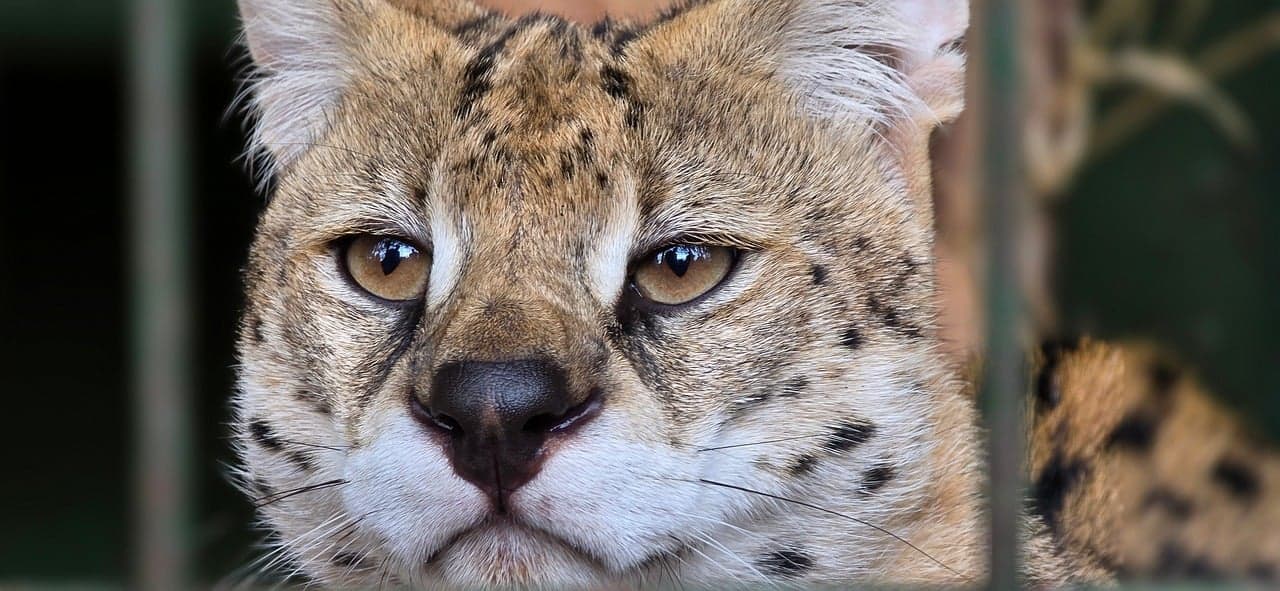 can you have a serval ?