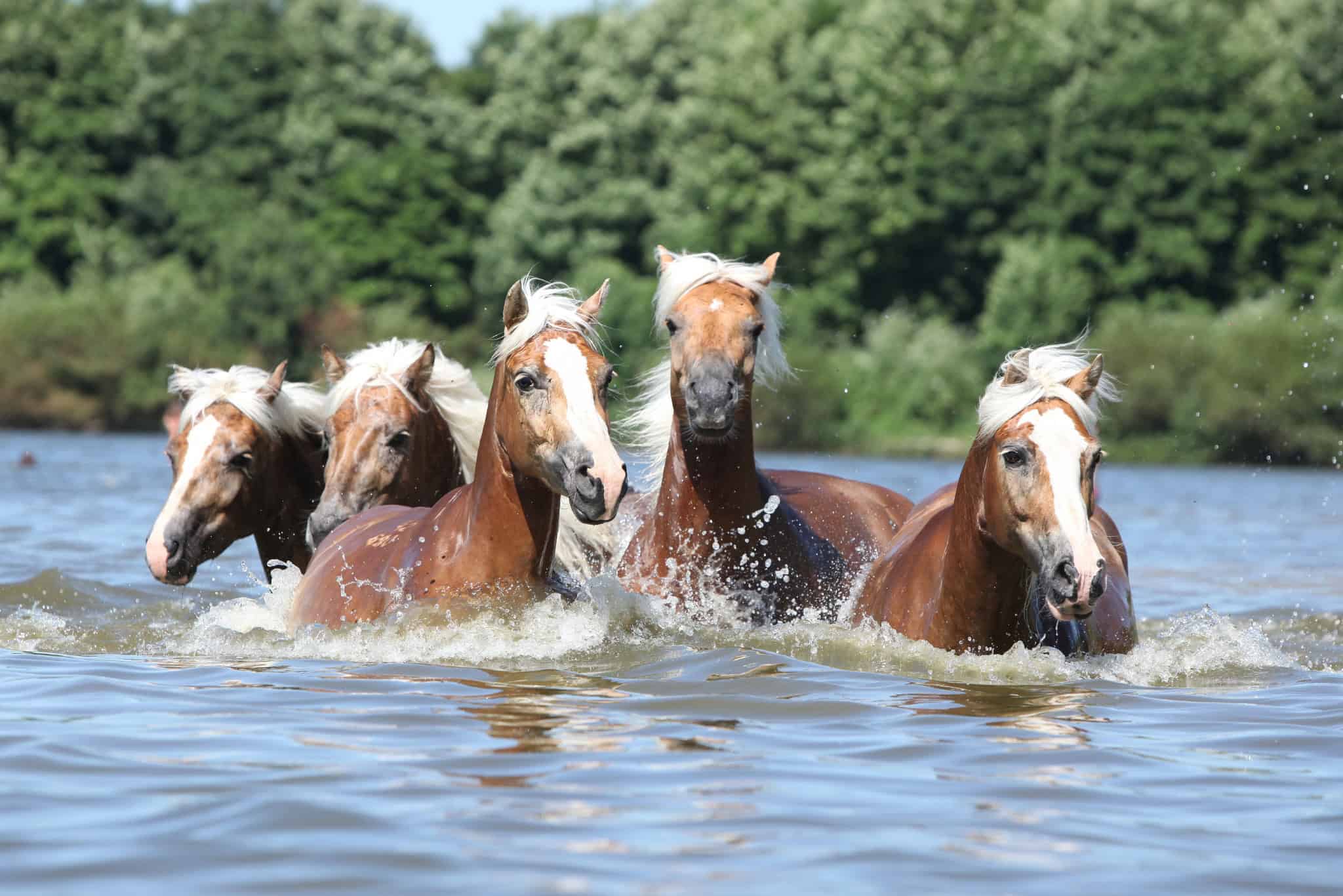 can horses swim?