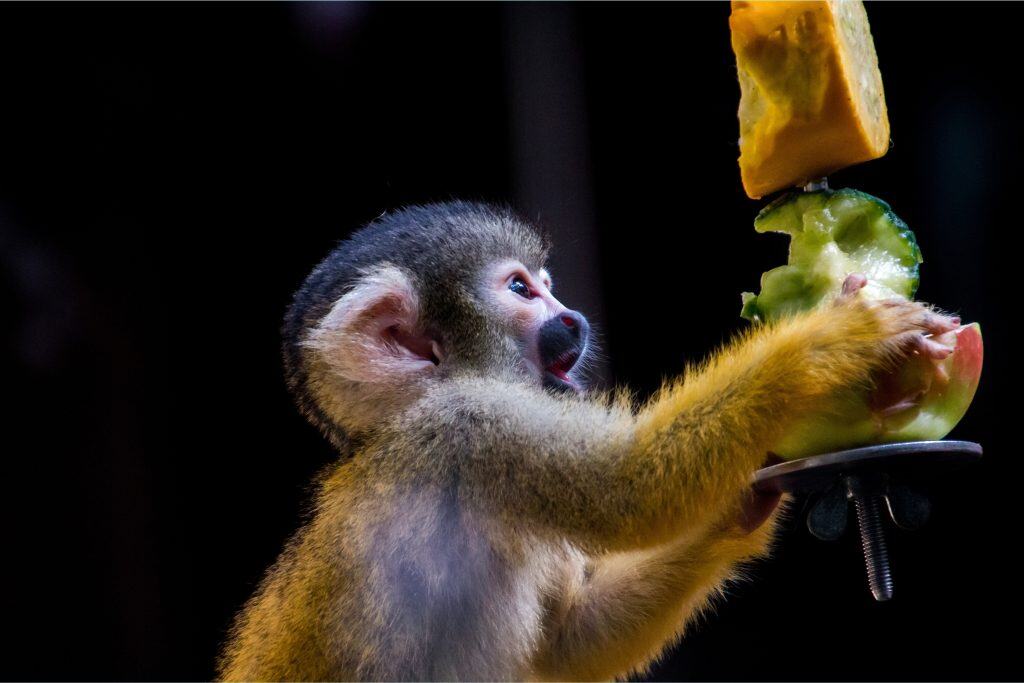 pet monkey enrichment ideas 
