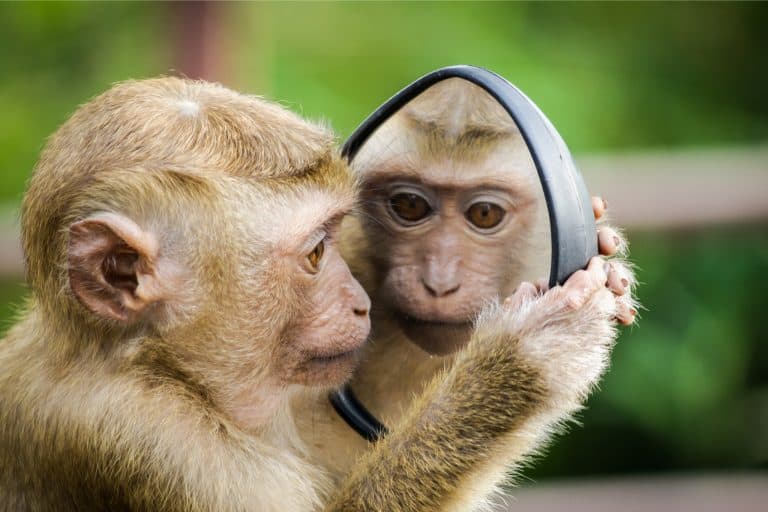 pet monkey enrichment ideas