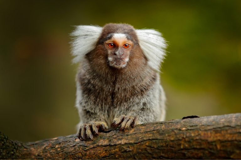 How much does a marmoset cost?
