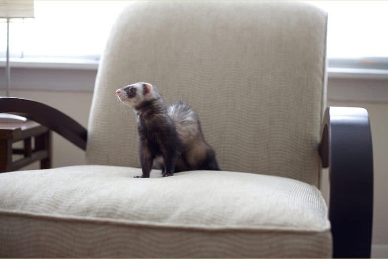 applied animal behavior