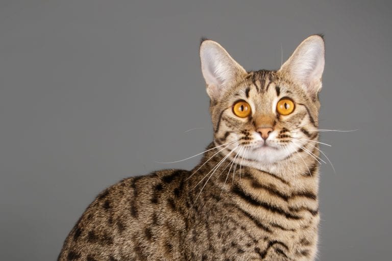 savannah cat