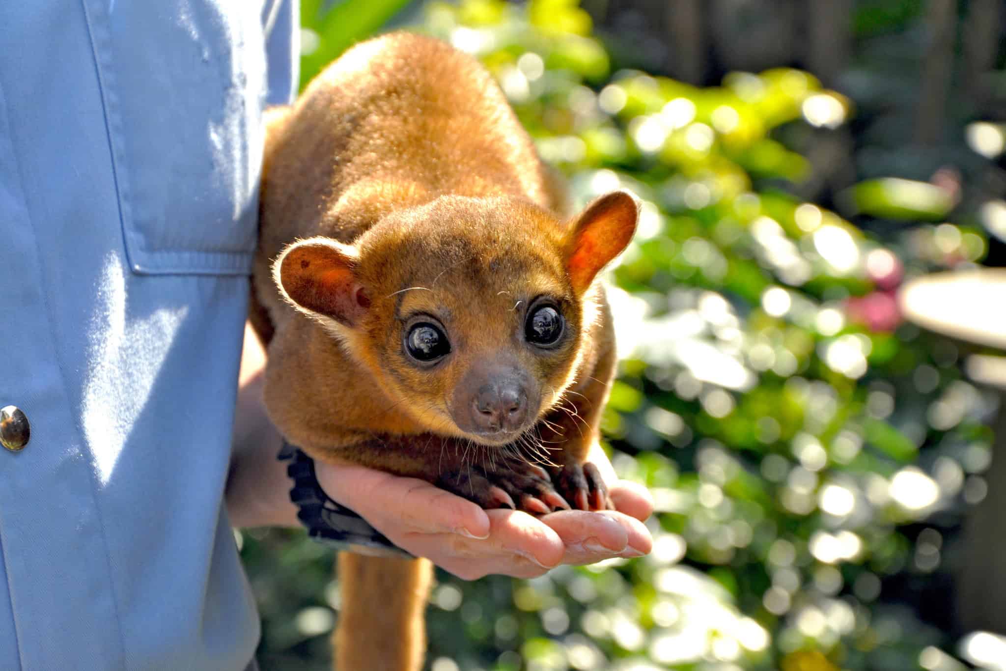 pet kinkajou diet guide