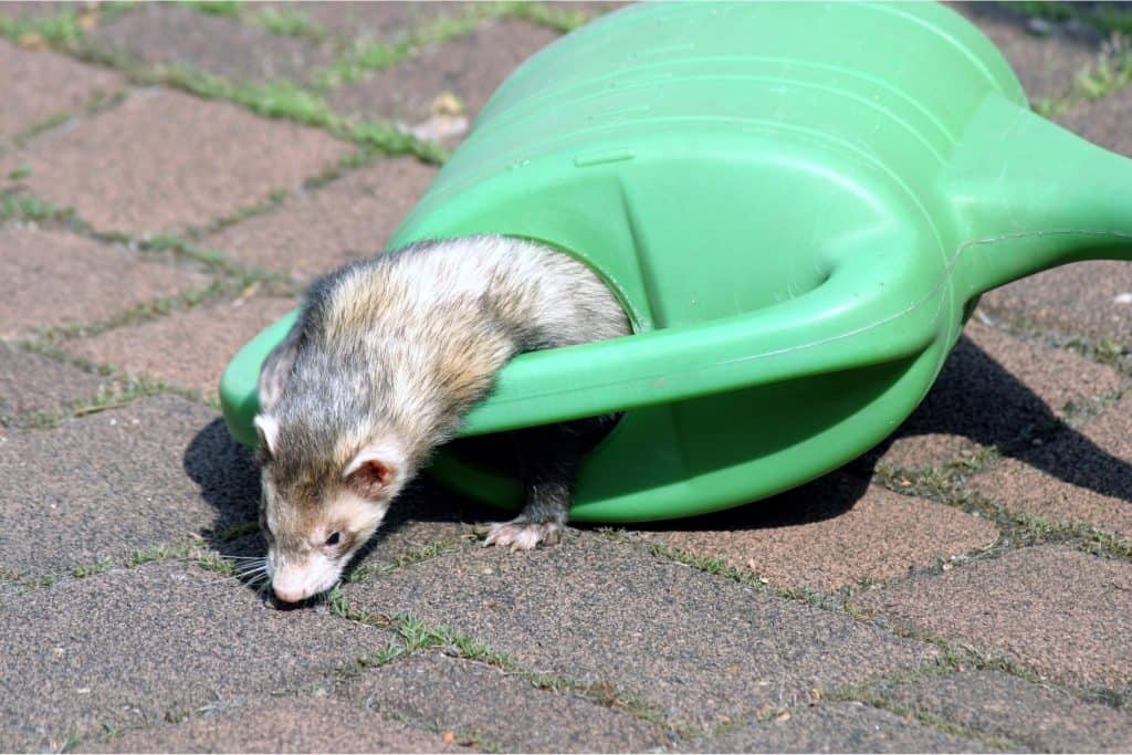 pet ferret behavior