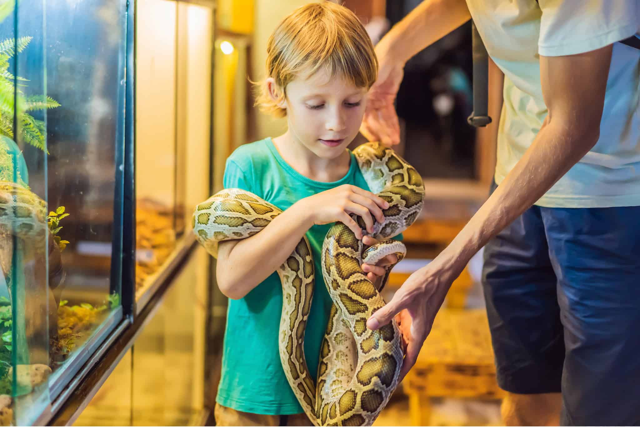 Easiest Pet Reptiles