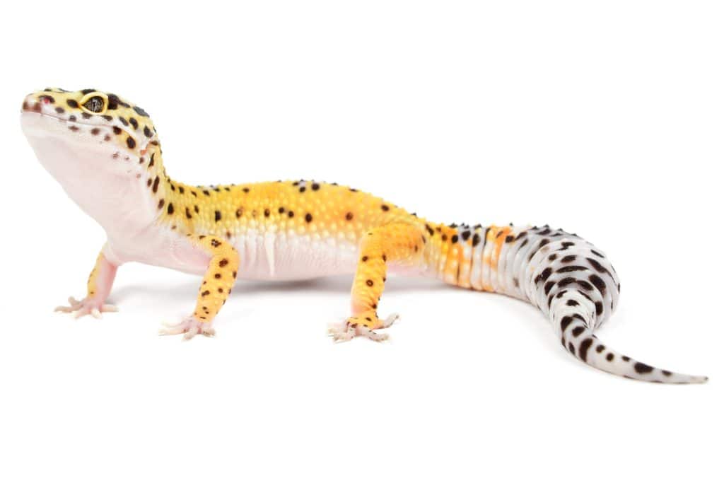 Leopard gecko