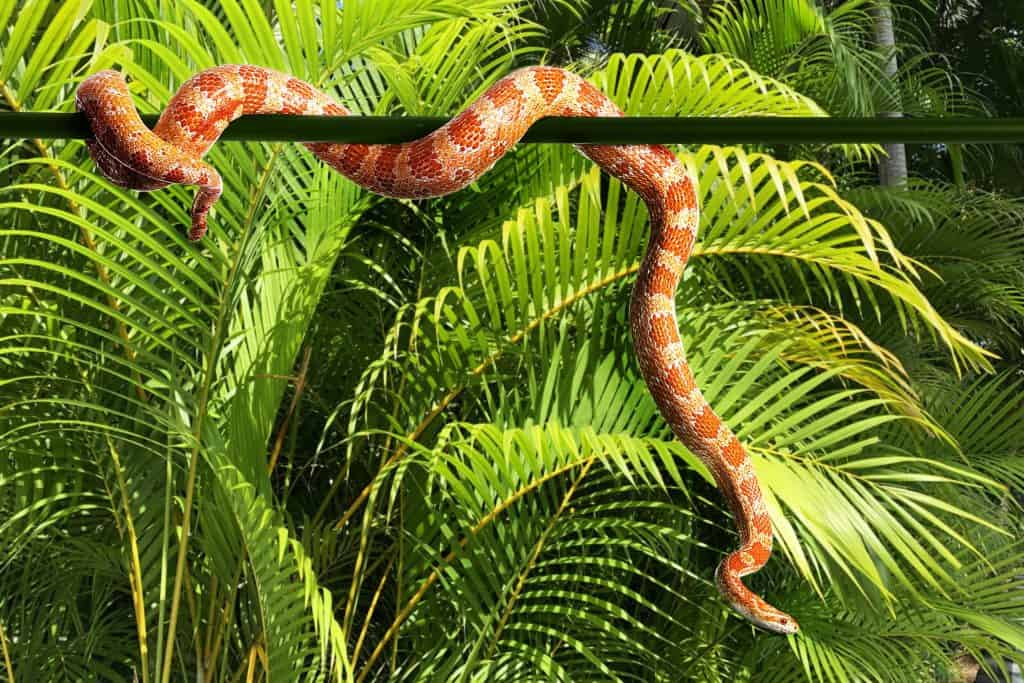 corn snake