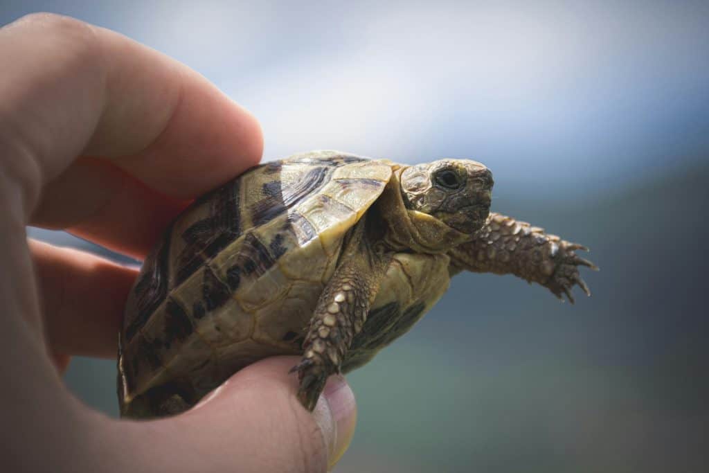Russian Tortoise