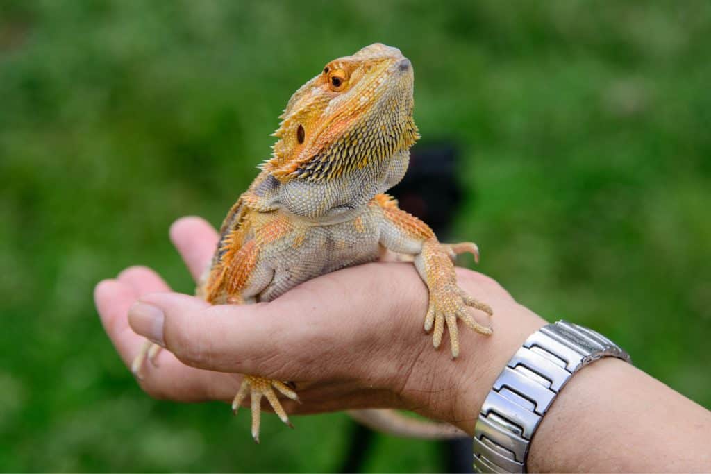Bearded Dragon