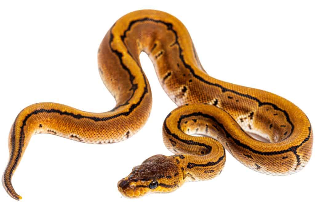 Ball Python