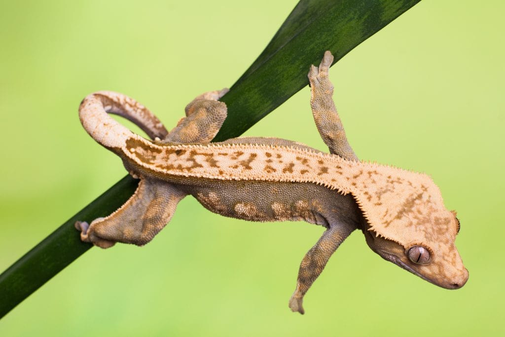 Crested Gecko