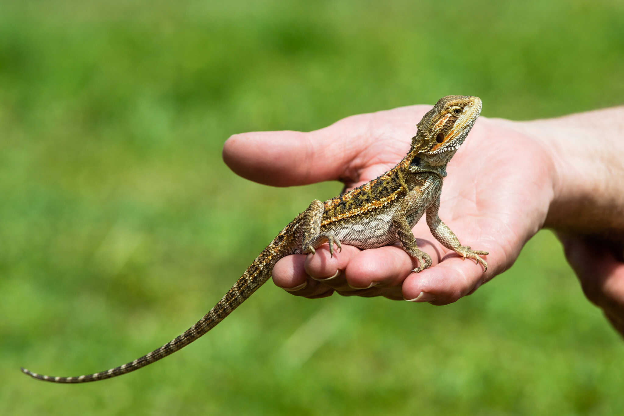 bearded dragon