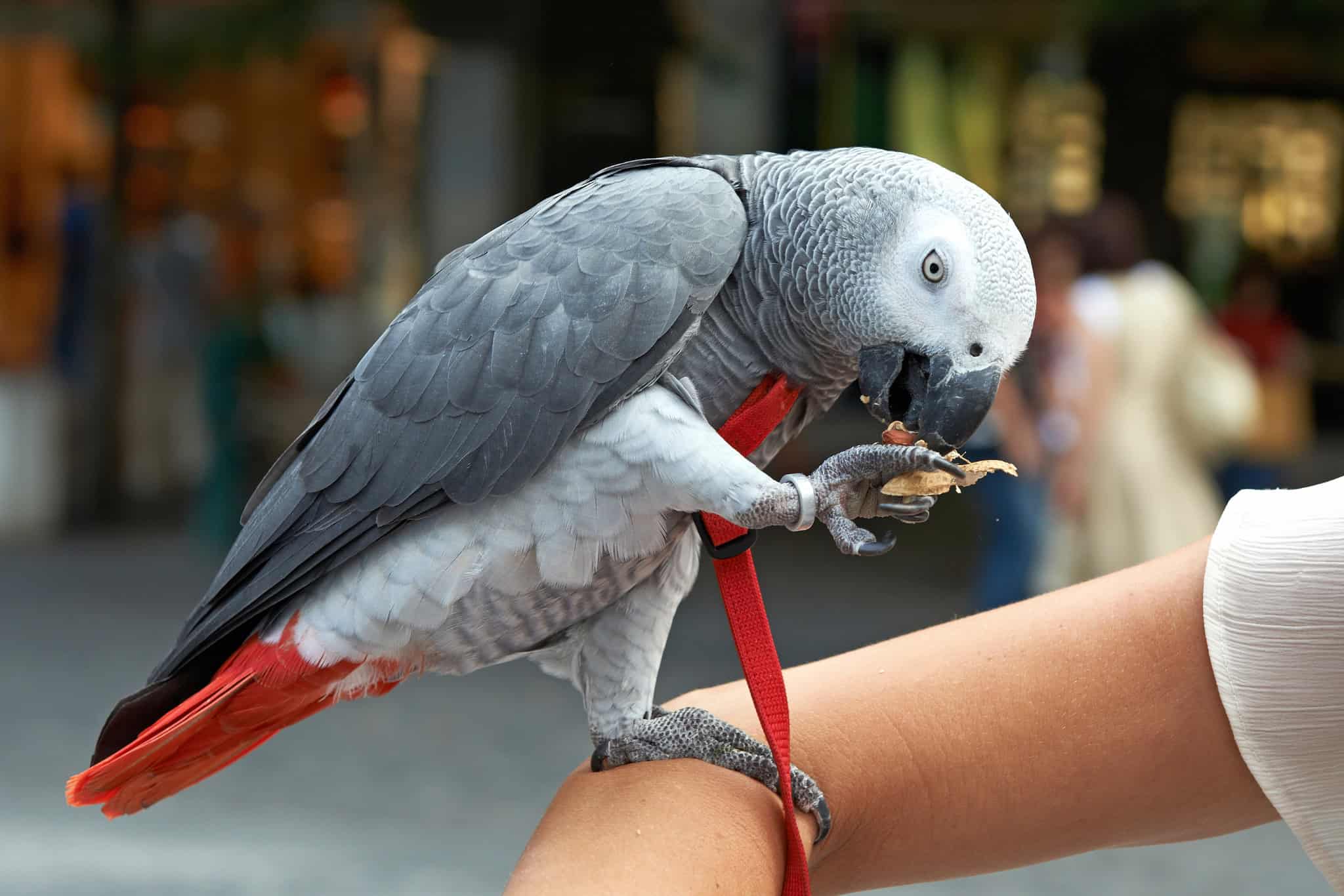 parrots