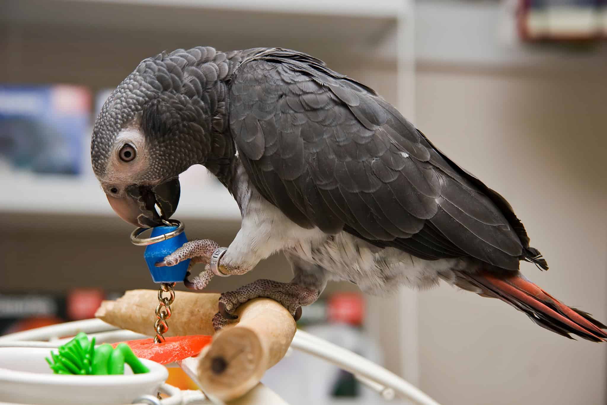 animal enrichment