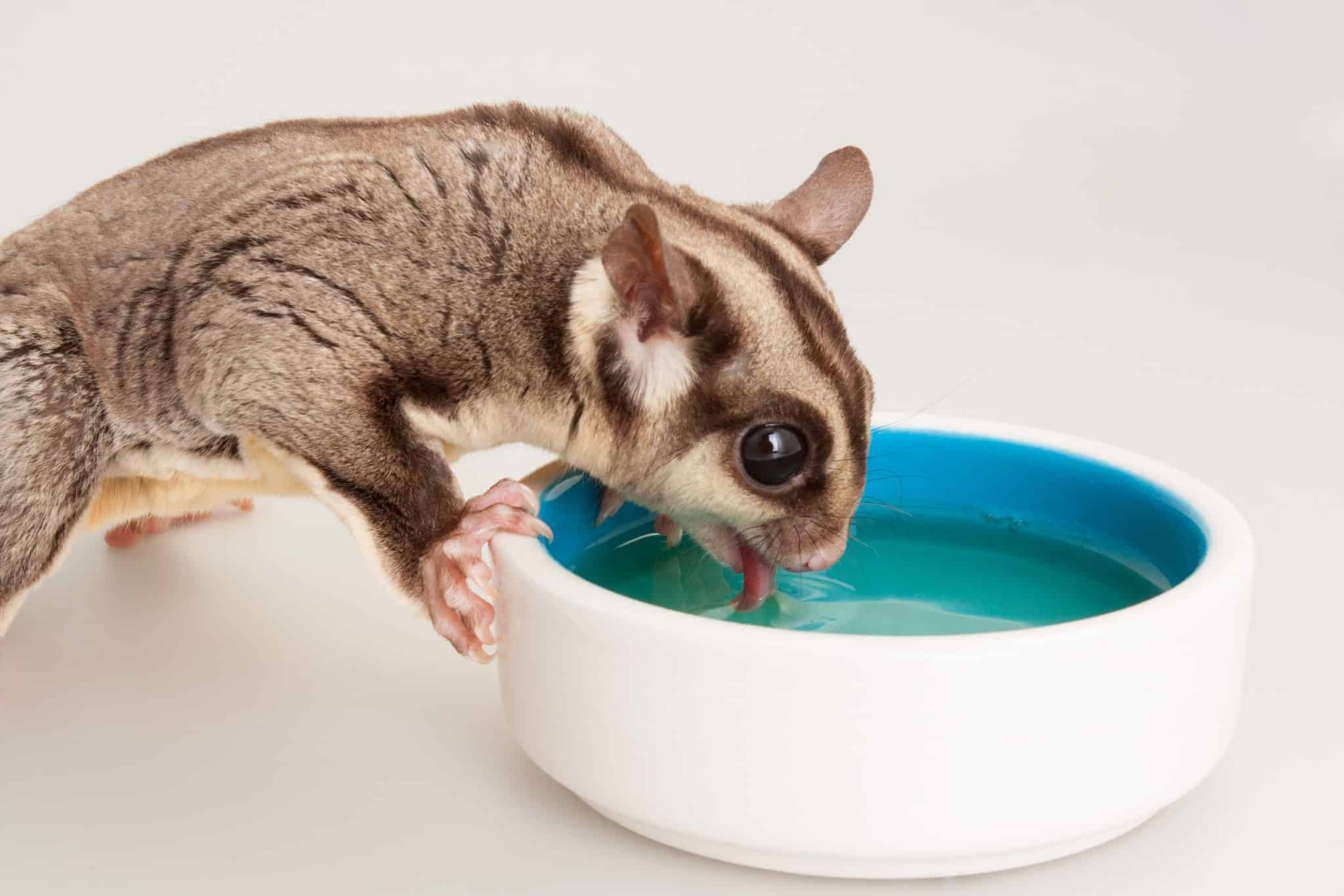 what do sugar gliders eat?