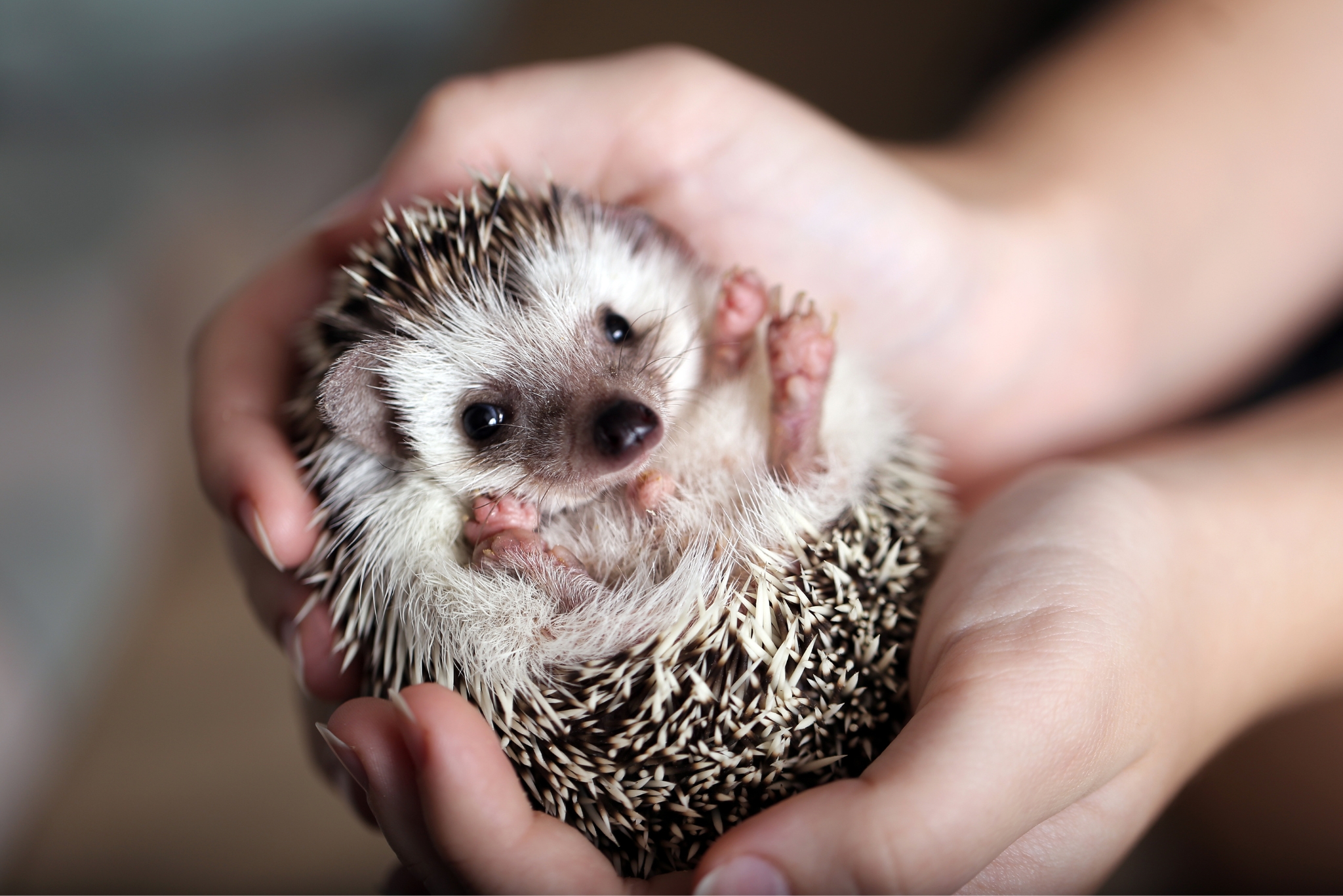 How are Hedgehogs as Pets