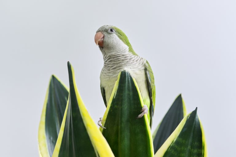 Toxic and Non-Toxic Plants for Parrots - A Safe Guide for Bird Owners