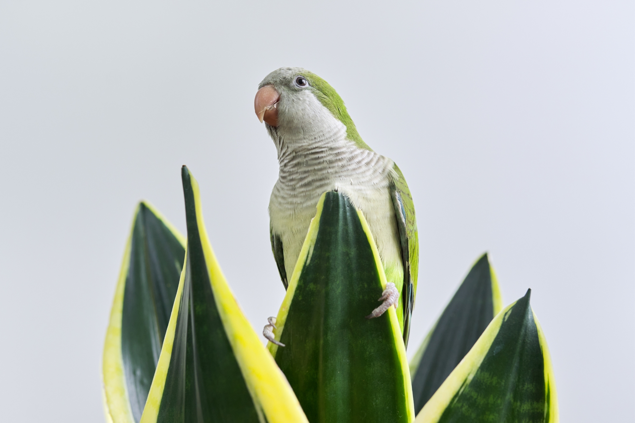 Toxic and Non-Toxic Plants for Parrots - A Safe Guide for Bird Owners