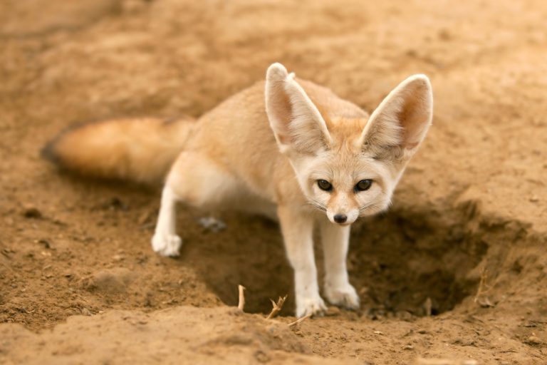 fennec fox facts