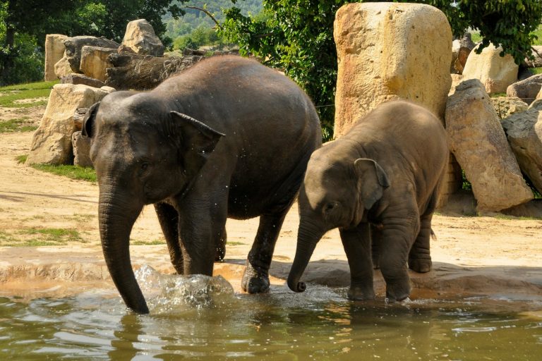 zoos and wildlife