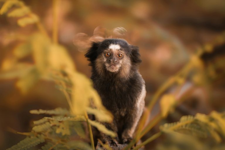 Marmoset and Tamarin Diet: Why Your Pet Monkey Needs Live Insects