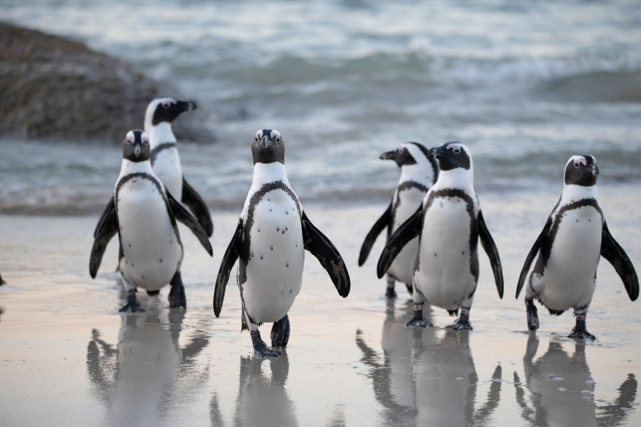 Pet Penguin