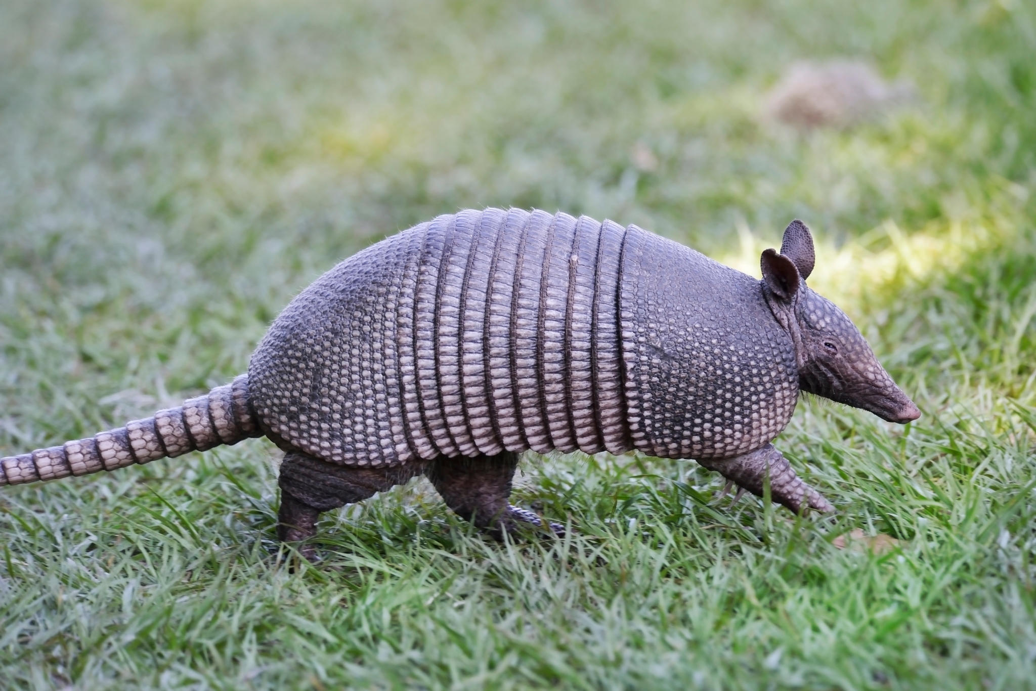 Armadillo Enrichment