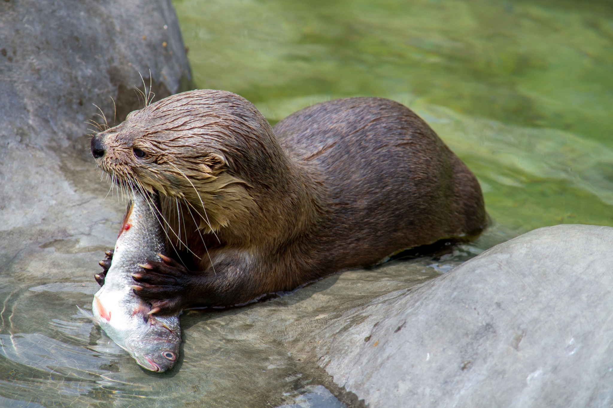 what do otters eat