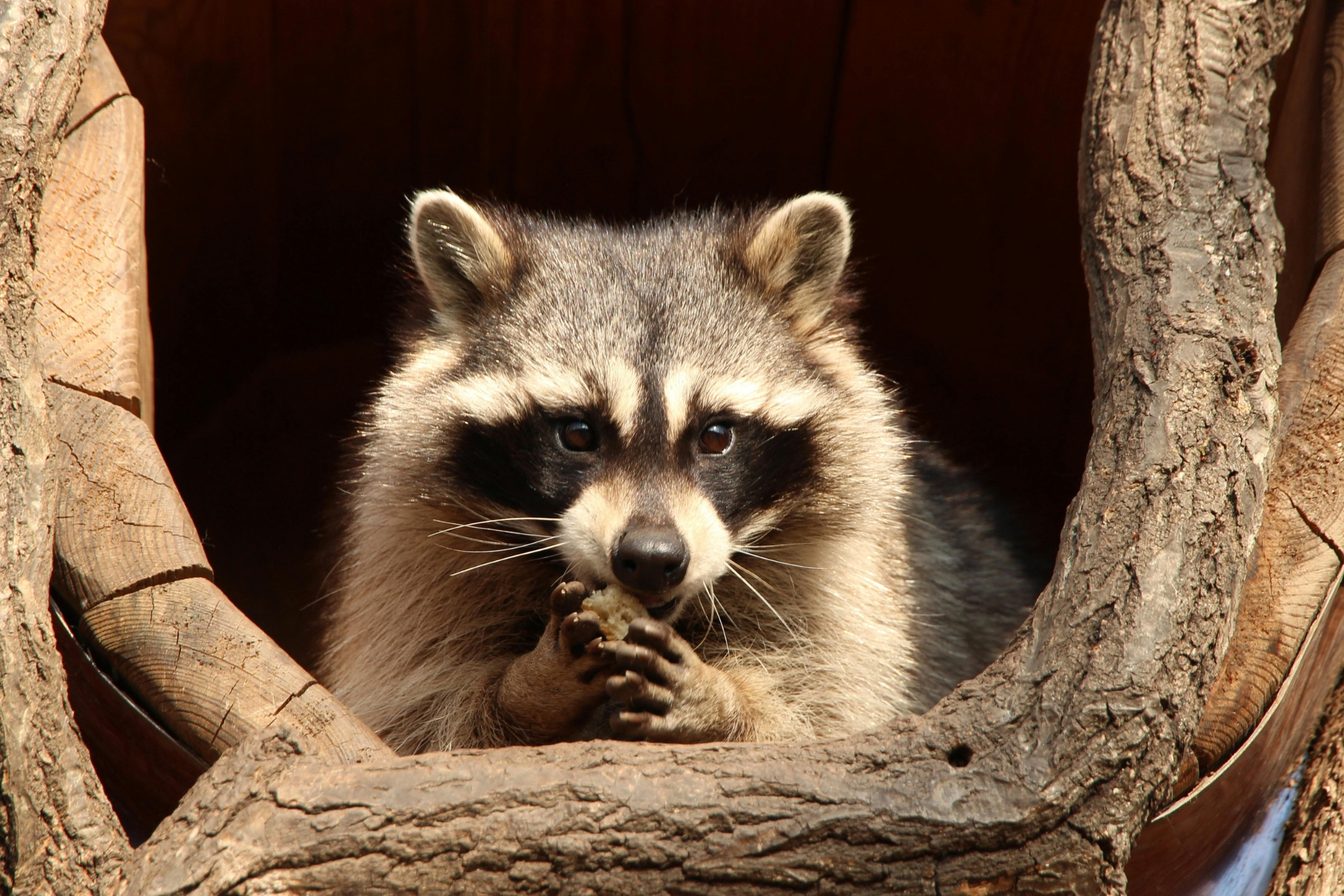 Raccoons