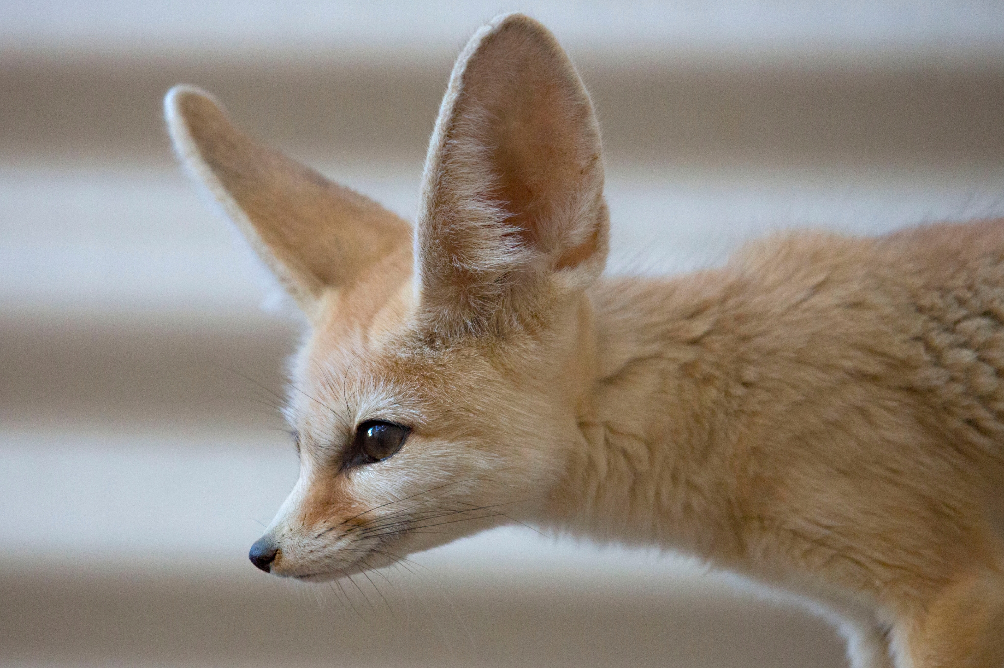 fennec foxes