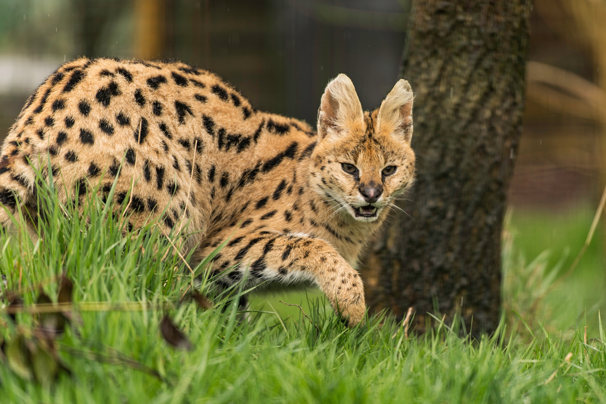 Pet Servals