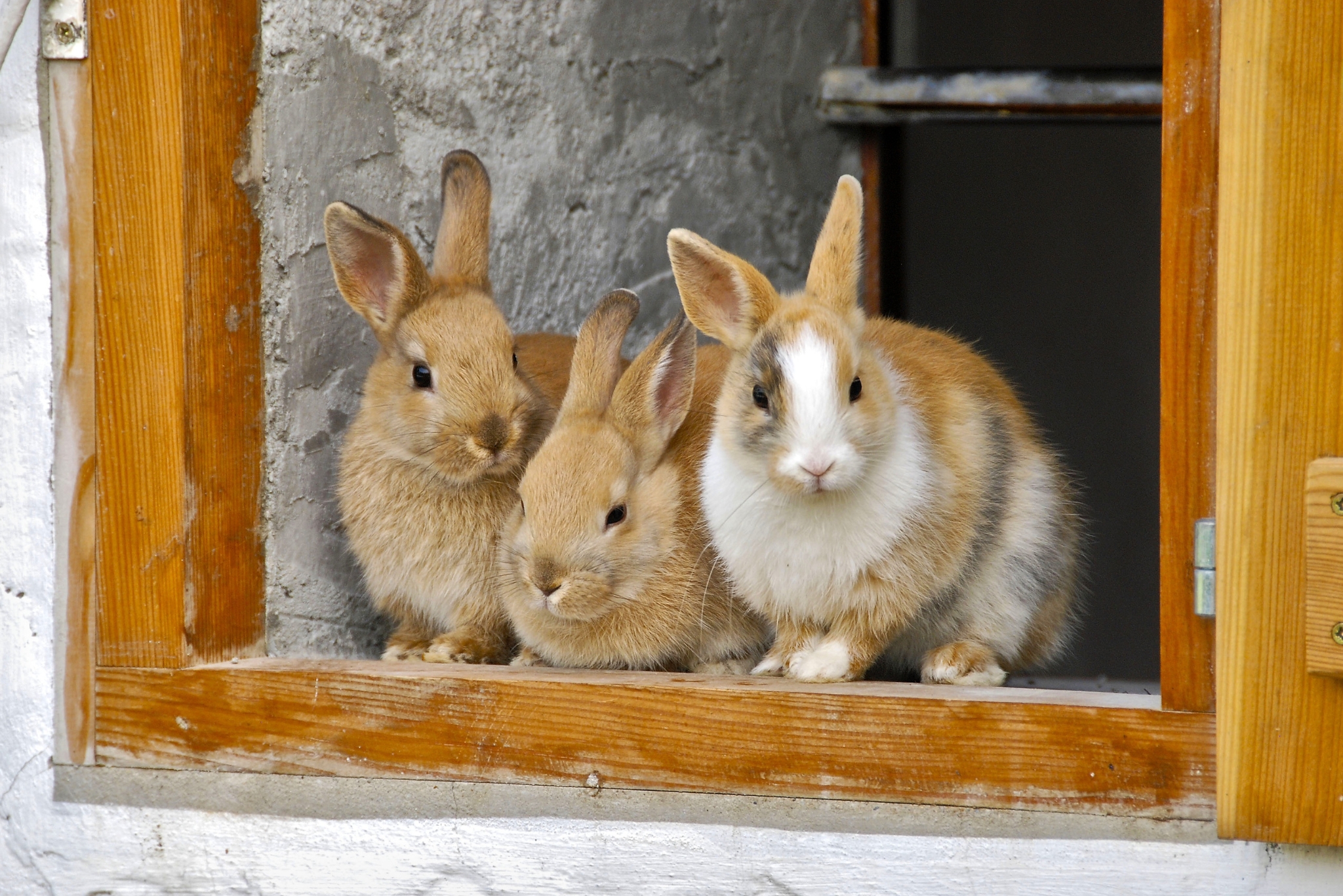 Livestock for Small Homesteads