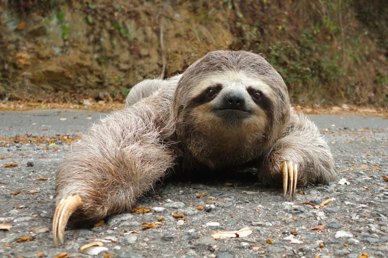 pet sloth