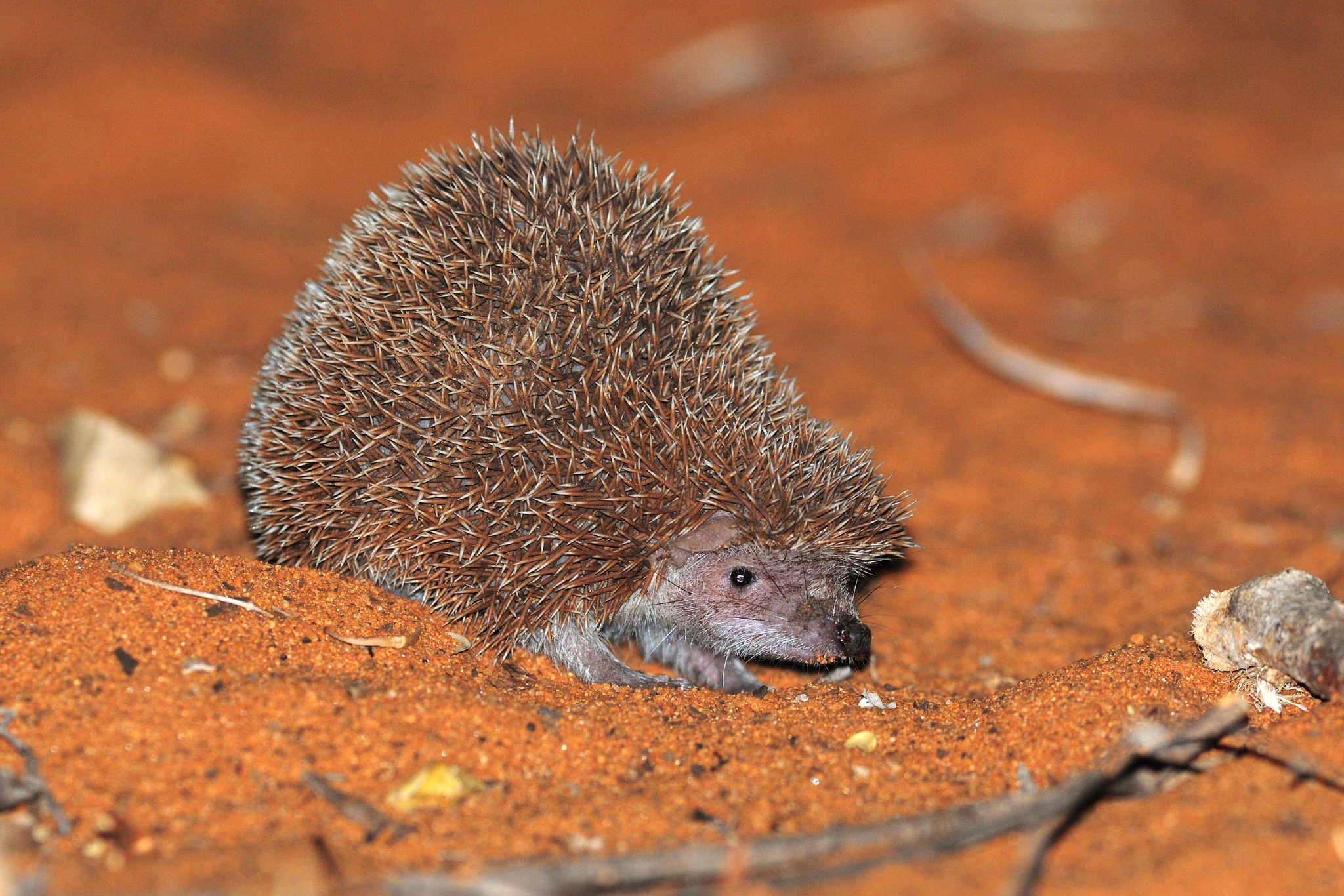 Lesser Tenrecs