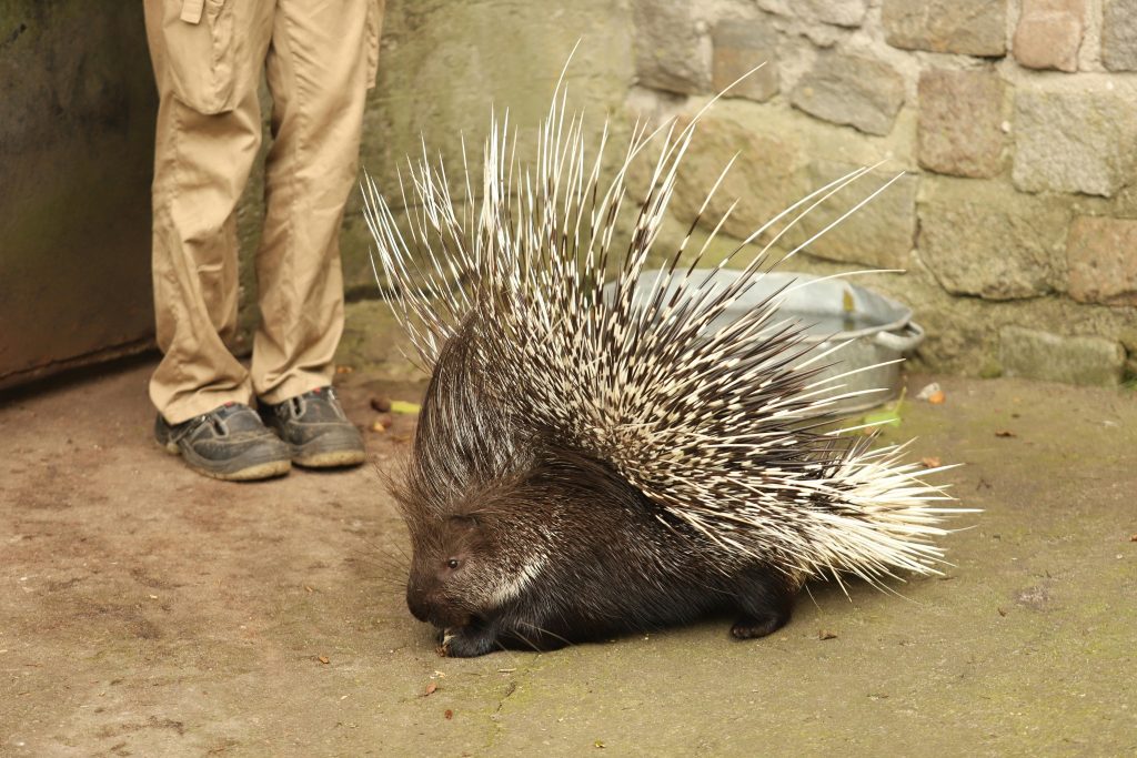 African Crested Porcupine Diet: Feeding Guide for Pet Owners