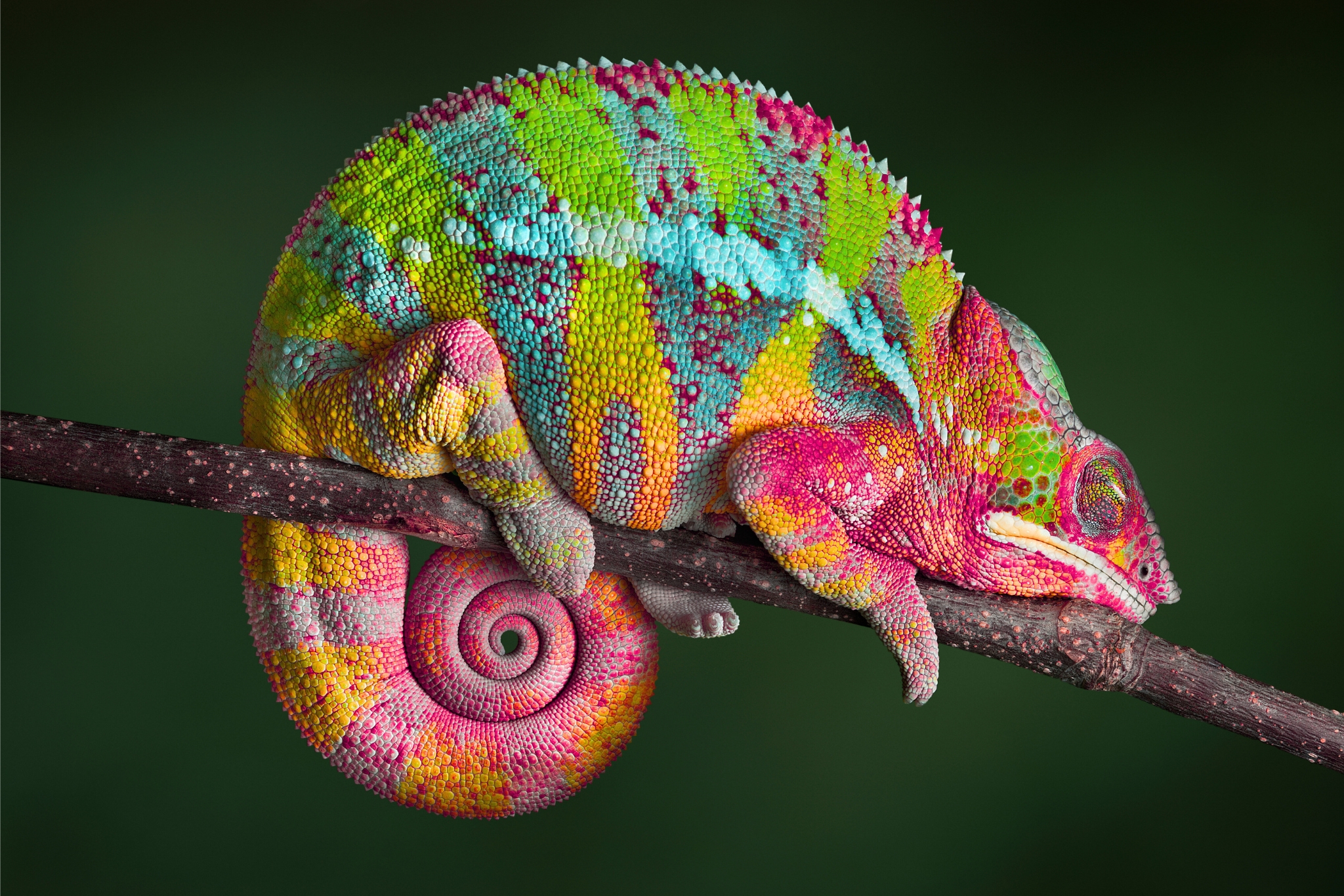 chameleon