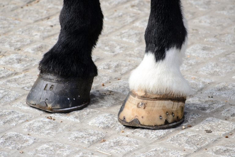 Why Do Horses Need Shoes?