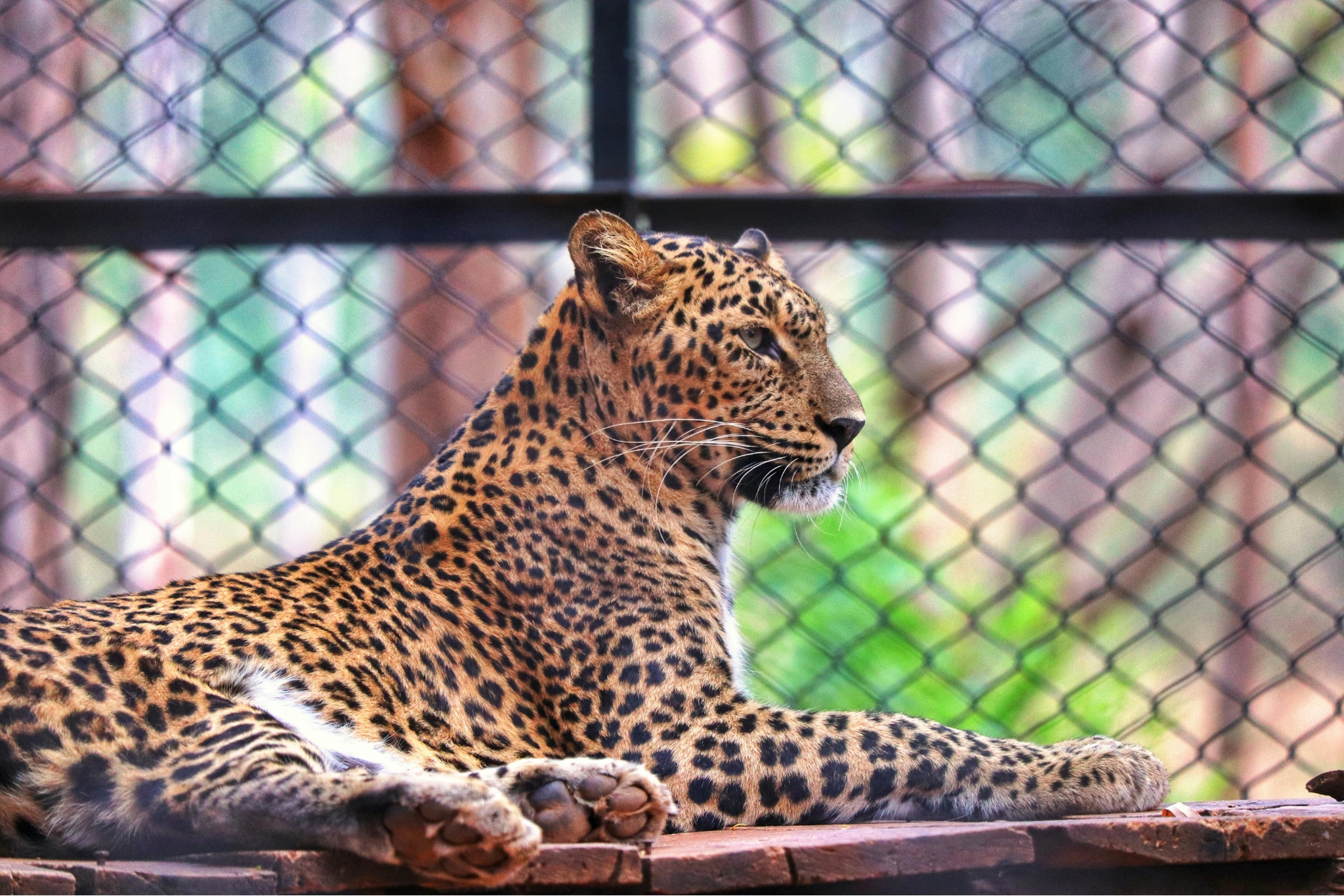 exotic pets