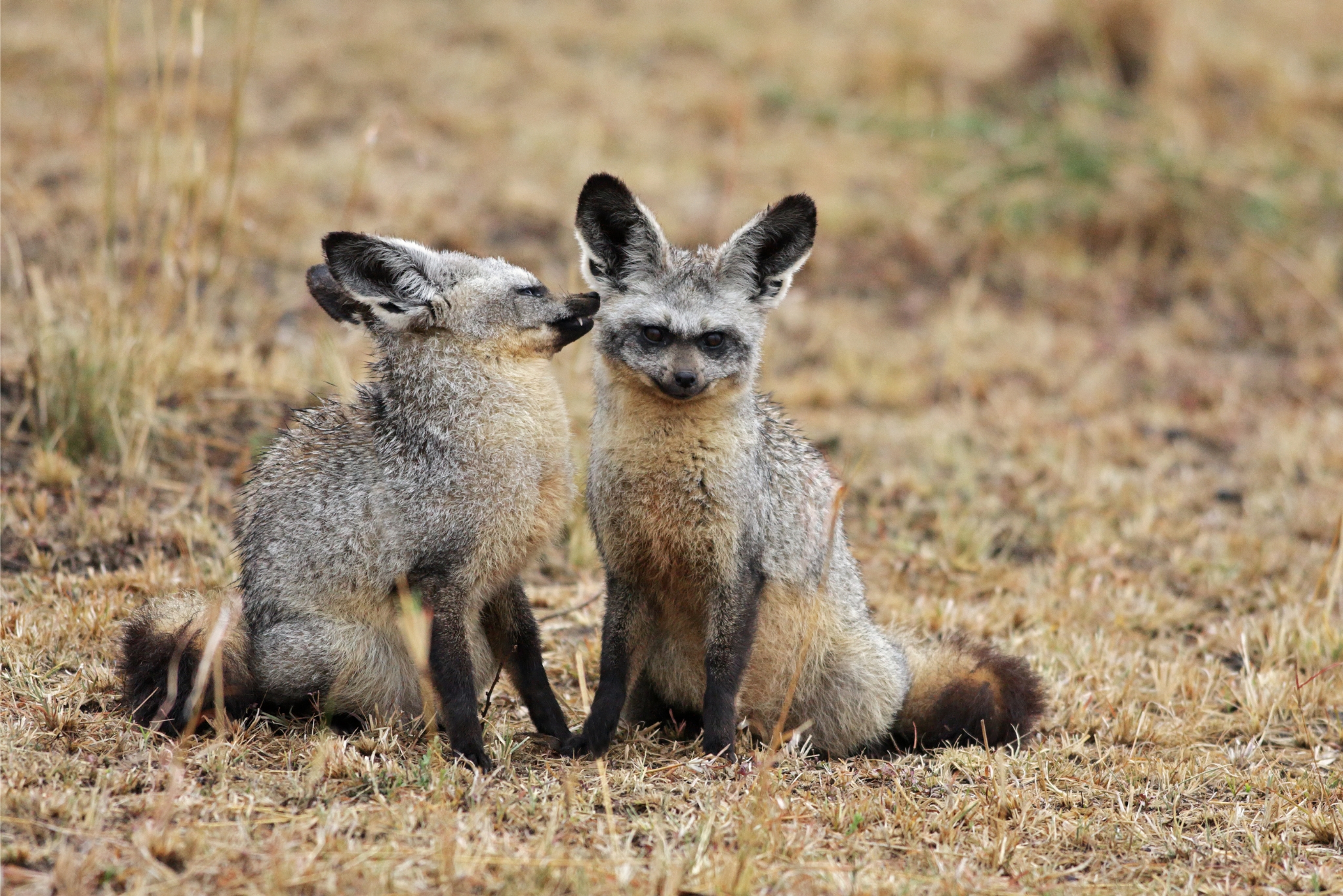 bat eared fox